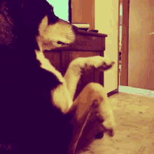 Dog Dancing GIF - Dog Dancing GIFs