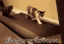 แมววิ่ง ออกกำลังกาย GIF - Running Cat Cat Running GIFs