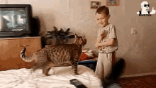 Cat Playing GIF - Cat Playing Kid GIFs