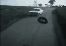 Bargearse Cat GIF - Bargearse Cat Driving GIFs