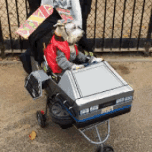Dog Back To The Future GIF - Dog Back To The Future GIFs