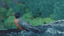 Acaciastrain Bird GIF