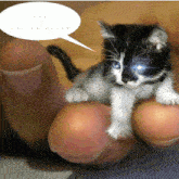 a person is holding a small black and white kitten with blue eyes