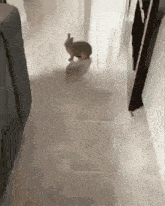 a rabbit is standing on a white tiled floor in a hallway .