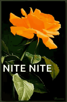 Nite Goodnight GIF - Nite Goodnight Night GIFs