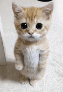 a small orange and white kitten standing on its hind legs