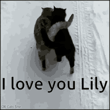 I Love Lily I Love You Lily GIF - I Love Lily I Love You Lily GIFs
