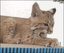 cute cat yawn kitten
