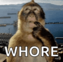 a monkey with the word whore written on its face