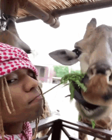 giraffe swae lee feeding chewing eating