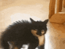 a black and white cat is standing on a wooden floor