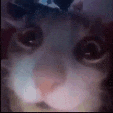 a close up of a cat 's eyes with a blurred background