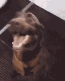 Dog Excited GIF - Dog Excited GIFs