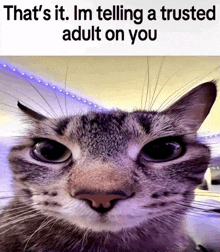 a close up of a cat with the caption that 's it im telling a trusted adult on you