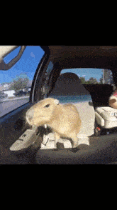 a small animal is standing in the back seat of a car looking out the window