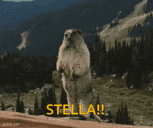 Stella Beaver GIF - Stella Beaver Yelling GIFs