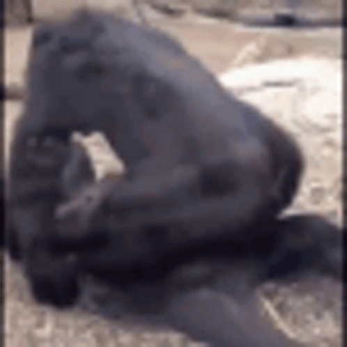 Monkey Gorilla GIF - Monkey Gorilla Animal - Discover & Share GIFs