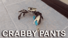 Crabby Pants GIF - Crabby Pants GIFs