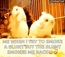 two rabbits are standing next to each other in a cage and one of the rabbits is smoking a blunt .
