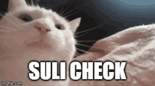 Suli Check GIF - Suli Check GIFs