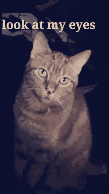Cheddar Cheddar Catto GIF - Cheddar Cheddar Catto Cheddar Cat GIFs