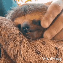 Yawning Sloth Viralhog GIF