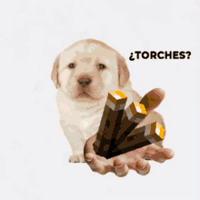 Torches GIF - Torches GIFs
