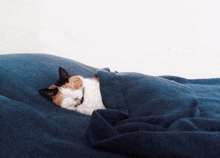 a cat is wrapped in a blue blanket and sleeping on a bed