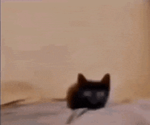Cat Boom GIF - Cat Boom кот GIFs