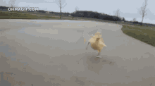 Duckling Run GIF - Duckling Run GIFs