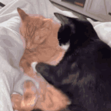 Cats Hugging Cute Cat Hug GIF - Cats Hugging Cute Cat Hug GIFs