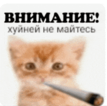 a kitten is holding a cigarette in its mouth in front of a sign in russian .