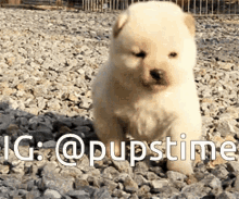 Dog Puppy GIF - Dog Puppy Cute GIFs