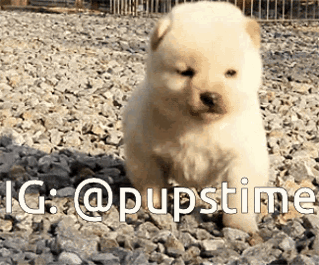 Dog Puppy GIF - Dog Puppy Cute puppy - Discover & Share GIFs