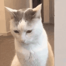 a white and gray cat is standing on its hind legs in a room and looking at the camera .