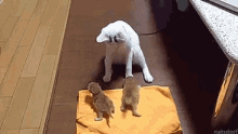 Kittens Cat GIF - Kittens Cat Babies GIFs
