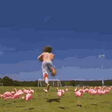 flamingo karate kick excited yahoo