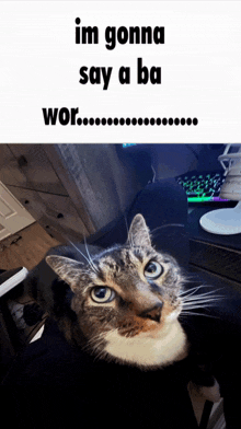 Cat Silly GIF - Cat Silly Goofy GIFs