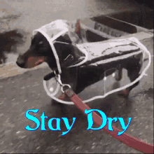 stay dry cute dogs funny animals raining