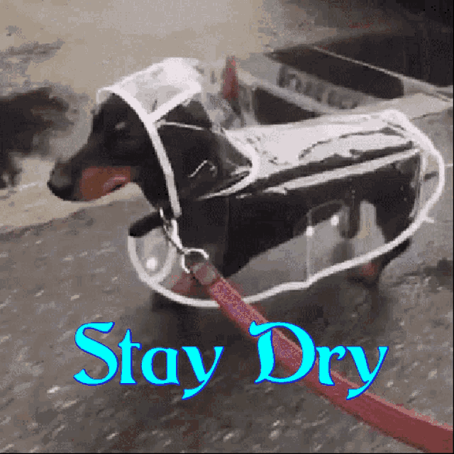 Stay Dry Cute GIF - Stay Dry Cute Dogs - Discover & Share GIFs