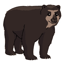 bear spectacled bear andean bear
