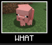 a picture of a pig in a minecraft game with the words what on the bottom