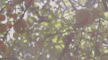 Lianne La Havas - Age GIF - Lianne La Havas GIFs