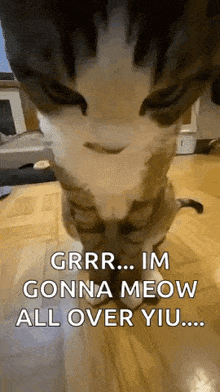 Judgement Cat Angry Cat GIF - Judgement Cat Cat Angry Cat GIFs