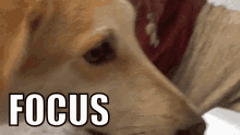Focus Dogs GIF