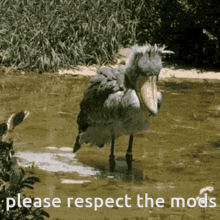 Please Respect The Mods Mods GIF - Please Respect The Mods Mods Discord GIFs