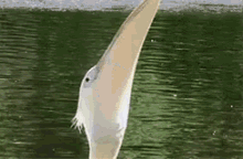 Pelican Eat GIF - Pelican Eat Bird GIFs
