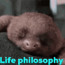 Life Philosophy GIF - Life Philosophy Lazy GIFs