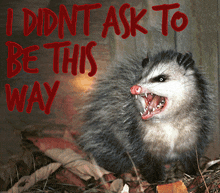 I Didn'T Ask To Be This Way Possum GIF - I Didn'T Ask To Be This Way Possum GIFs