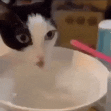 a black and white cat is sitting in a bowl of food